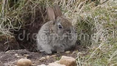 一只可爱的野<strong>兔宝宝</strong>，坐在苏格兰洞穴的入口处。